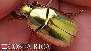 Chrysina species gold scarabs, beetles, & moths 🇨🇷 Costa Rica | v79