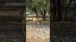 Black buck's calling #shorts #blackbucks