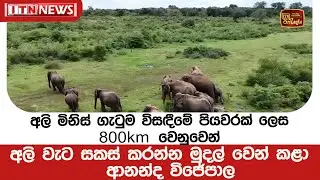 අලි මිනිස් ගැටුම විසඳීමේ පියවරක් ලෙස 800km වෙනුවෙන් අලි වැට සකස් කරන්න මුදල් වෙන් කළා -