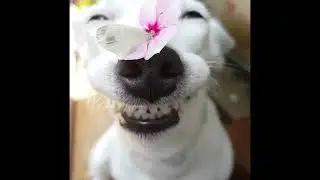 mr pulldog