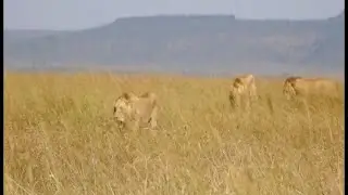 Topi Male Lions Patrolling in Marsh Pride Area | Sons of Salas Males | 27 February 2025