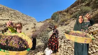 ⛰️🥾🌿 Crossing Tough Paths for Herbal Medicine & Barberry in Nomadic Life 🍇🏕️