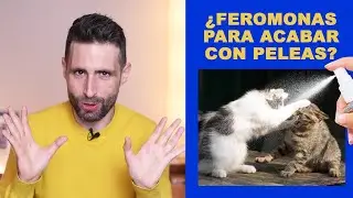 ¿Puedo usar feromonas para parar peleas entre gatos? | Presentación de gatos