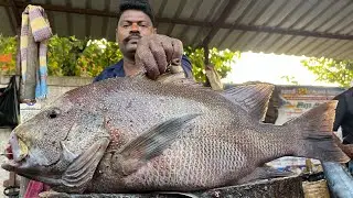 KASIMEDU SPEED SELVAM | HUGE KORALI FISH CUTTING VIDEO | 4K VIDEO | KM FISH CUTTING