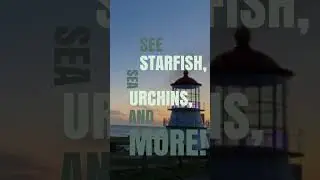 Discover the Magic of Tide Pools