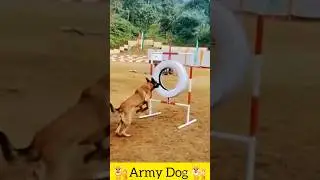 Trend Army Dog 🐕🐕इस कुत्ते की कारनामे देखकर चौंक जाएंगे 😱🔥 #viral #new #fauji #trending