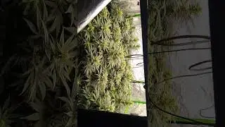 Northern Lights x Blue &ndash; Bl&uuml;tephase Update
