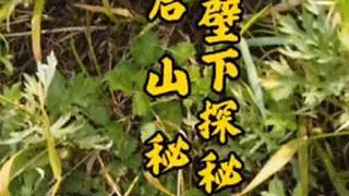 孤岛壁下探秘（2）后山无路，穿秘道一路荆棘，登山顶观壁下绝壁 #舟山 #海岛游 #户外 #浙江#自然风光