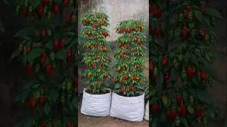 Big Bombay Chili Plant Secret 🌶️ | Red Potash Feeding Result
