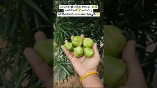 Do you remember what these fruits are?🤔#shorts#trendingshorts#fruit#viral#plants