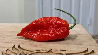 A SCORCHING 7 Pot Katie! This monster was grown by Tx Pepper Farm! One of the hottest of the season!