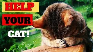 💔 My cat left me! 13 mistakes that ruin your bond with your pet 💔