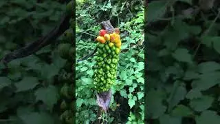 Arum italicum #ytshorts #plants #flower