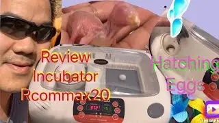 Nu&ocirc;i Vẹt Sinh Sản|Chia Sẻ VềM&aacute;y Ấp Trứng Chim,G&agrave;,Vịt/Review About Incubator Rcommax20|Parrot Breeder