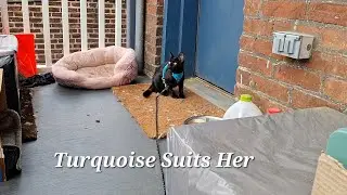 The Void Princess Gets a New Harness
