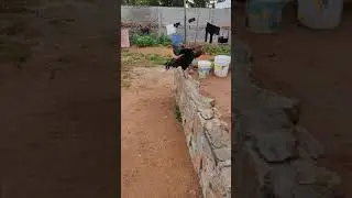 pure kaki dega punju