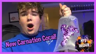 New Carnation Coral!