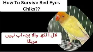 Red eyes Chiks Ab Nahi Mariga! How To Survive Red eyes Birds #Redeyesservive #Synbiotic