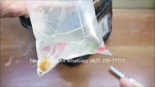 Unboxing Ikan Glowfish Beli Online