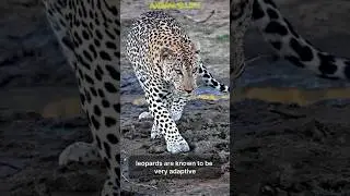 leopard nocturnal predator🐆 #fyp #shorts #viralvideo #viralshorts #leopard #predators