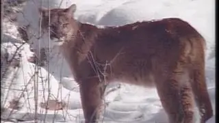 Real Rocky - Mountain Lions