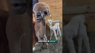 Will we bottle feed Brewster? #eagleeyefarm #alpaca #cuteanimals #animallovers #farm #agriculture