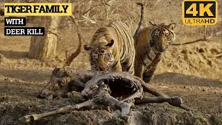 WILD TIGER Family with a Sambhar deer carcass | RANTHAMBORE | TIGER VIDEO