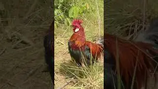 Creative Unique Wild Chicken Trap Using Bamboo
