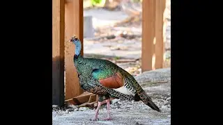Rare Ocellated Turkey Spotted on Our Guatemala birding Tour