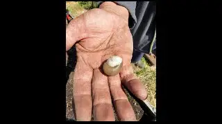 Garden Snail Hibernation And Estivation