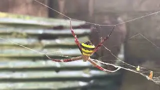 Argiope keyserlingi spider 🕷 🕷🕸🕸❤️