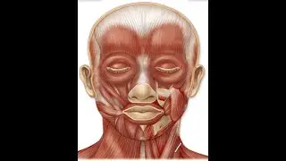 ACULIFT COSMETIC ACUPUNCTURE: Muscles of the Face