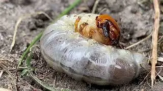 Creepily Beautiful: Larvae Shedding It&rsquo;s Skin