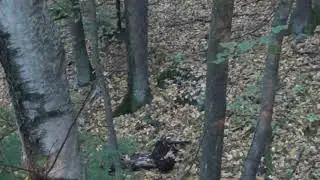 Whitetail Archery Season 2018 - button buck