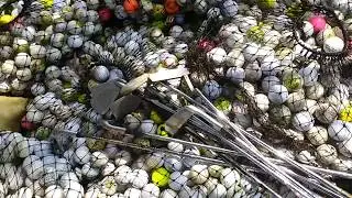 5600 Golf Balls & Ten Golf clubs From 1 Pond! Ping Answer Putter - Diving for Golf Balls