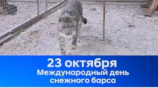 С Международным днем снежного барса!