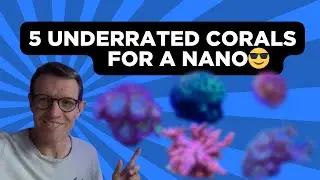 5 Top Corals for a Nano Tank 👌🏻