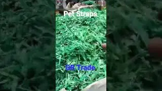 Green Pet Strap Scrap| Pet Plastic Strapping| Pet Strap Recycling #Petstrap #strap #greenstrapscrap