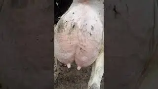 أجدد عروض و انتظار ولاده في مزرعه |التاجر الفصيح ب٥٤ الف جنيه والعشر ولبن بتحلب ٤٠ كيلو لبن|التاجر 