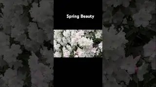Despite the forecast, live like it's spring #shorts #spring #beauty #seattle