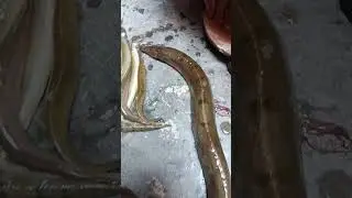 🐍🐍 Snake Ki Tarah Dikhne Wala Bihar Ka Famous Bami Fish 🐠🐠 | Bami Fish Kaisa Hota Hai | #bihar #fish
