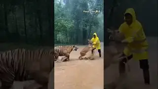 A brave boy saves the deer from the tiger in a rainy floody forest area #india #wildlife #america