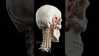 Your Body Has 206 Bones 😱 | Human Skeleton in 30 Seconds