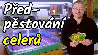 👩&zwj;🌾Jak na předpěstov&aacute;n&iacute; celerů? Bulvov&yacute;, řap&iacute;kat&yacute; i listov&yacute;