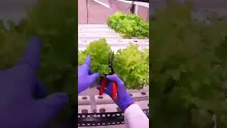 Inside the FUTURE FARM 🥬🥦 | Without soil, harvesting POV #future #farming