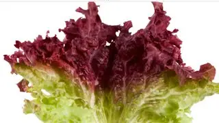 How to grow lettuce ( Lollo Rosa )