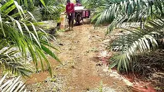 SEKALIPUN BUAH SAWIT HABIS PEMBERIAN PUPUK TETAP RUTIN 