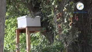 183 South Project: Bee Hive Relocation Project on Bergstrom Expressway
