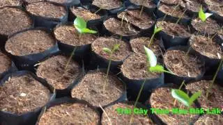 Kỹ Thuật Ươm Hạt Mảng Cầu Ta Tại Nhà Mới Nhất
