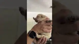Early Neurological Stimulation & Early Scent Introduction in 3 day old puppies
